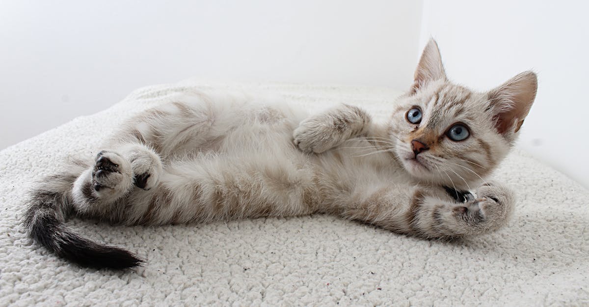 kedi-seyahati-874bf8c3c64a0ab944067fcb8688e8a6
