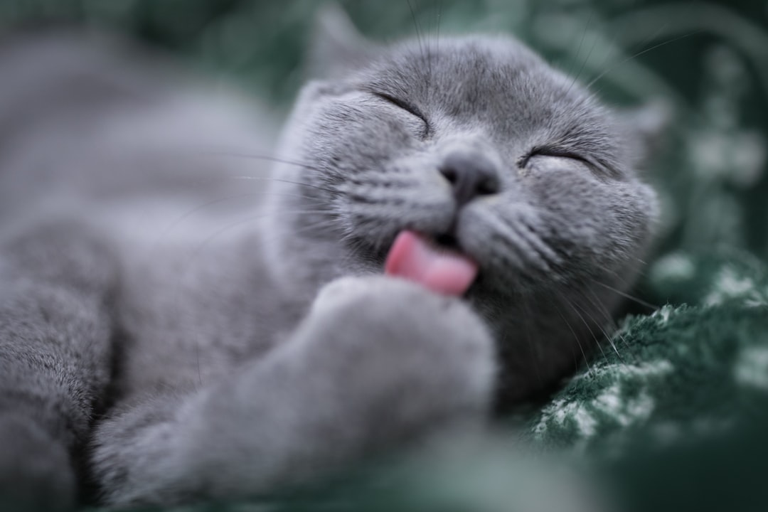 kedi-tuy-dokme-77c450471e2920405b89b279021cedf6