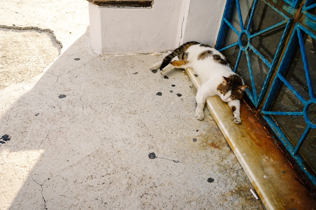 kedi-videolari-6d65baa674e7e9a7ad0cf3557f223d04