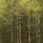 basketbol-ligleri-6ebc4dd454f0888c5532455b16acdd9f